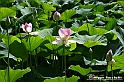 VBS_4647 - Fioritura loto a Vezza d'Alba